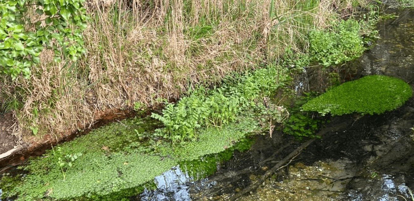 Crystal clear chalk stream near the Abingtons with aquatic vegetation and clear water