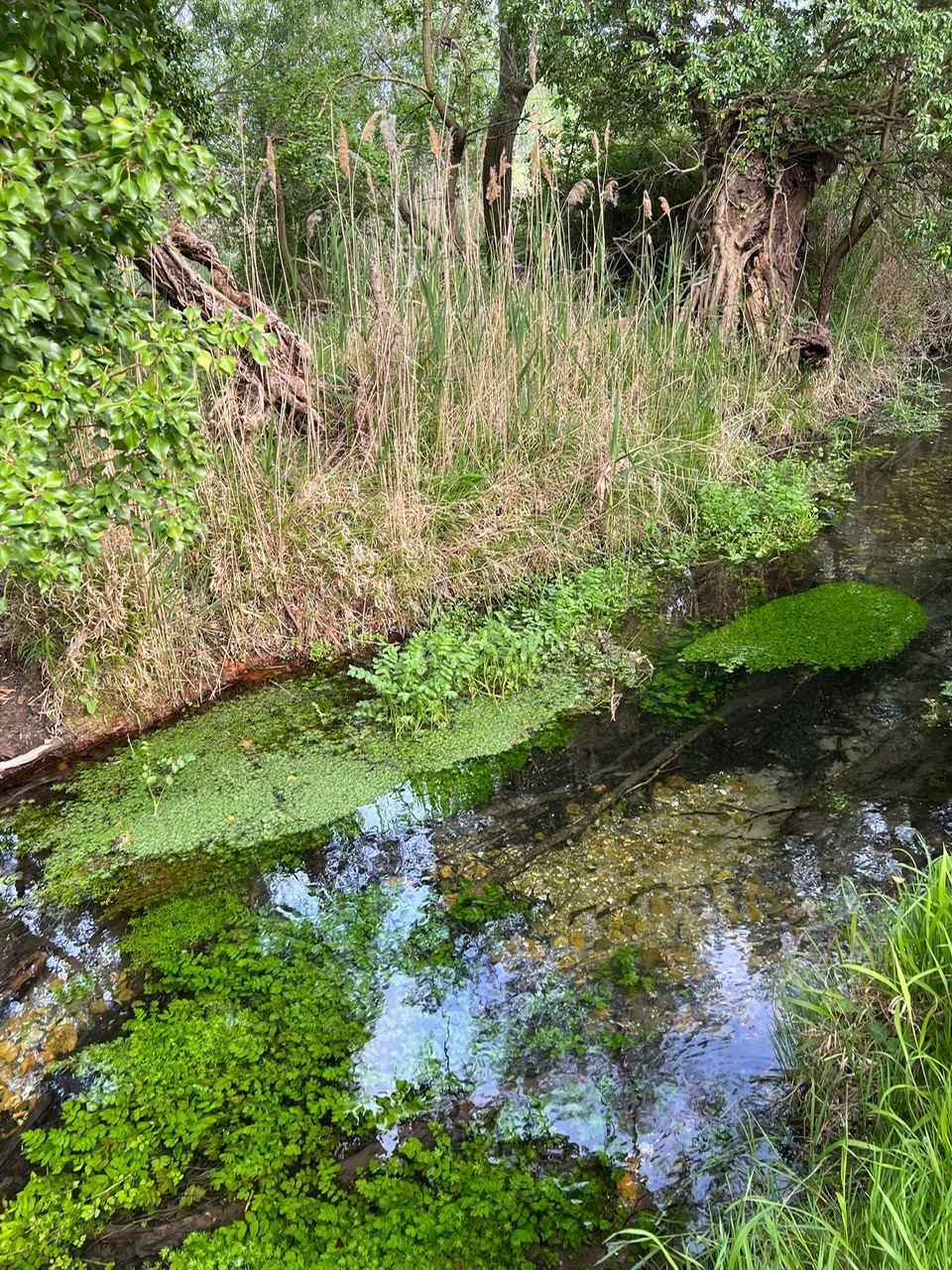 Clear shallow water of the River Granta running over a gravel bed, with water plants and reeds along the bank